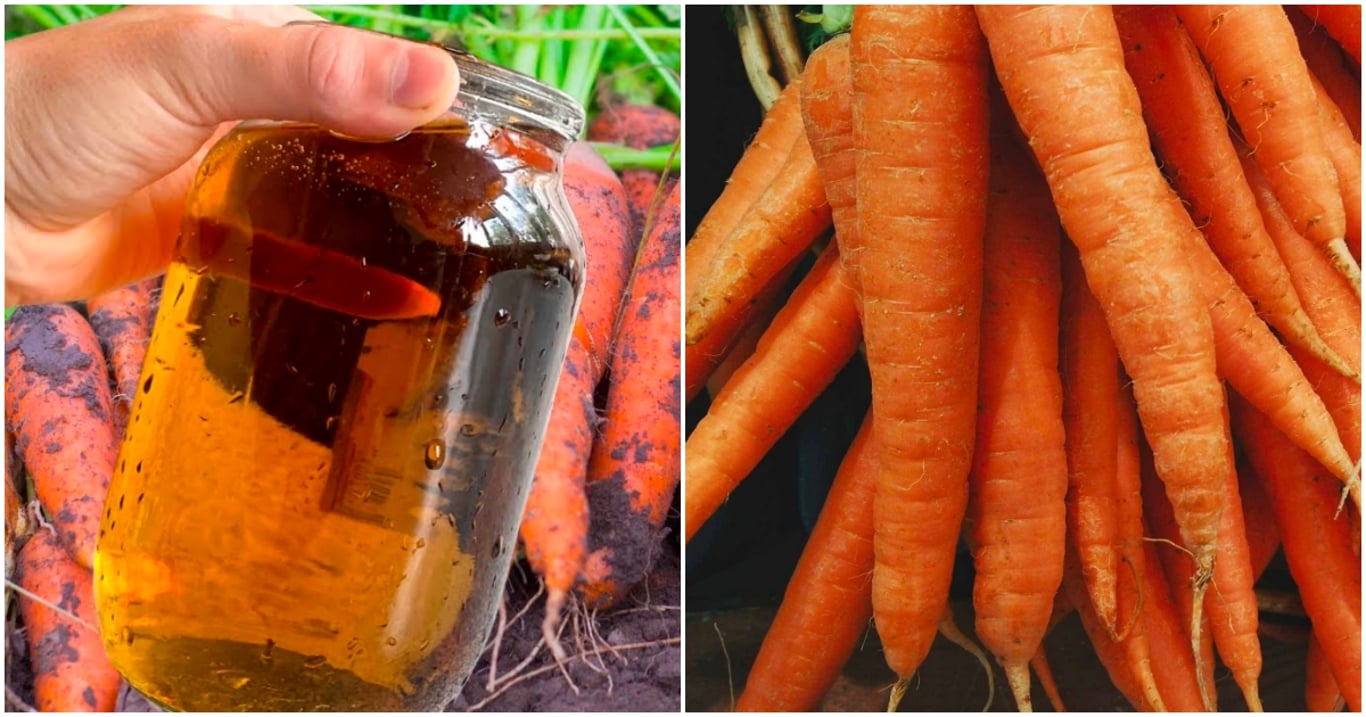 Ani teď není pozdě na hnojení mrkve. Poslední dávka živin 14 dní před sklizní zaručí neuvěřitelnou chuť a šťavnatost