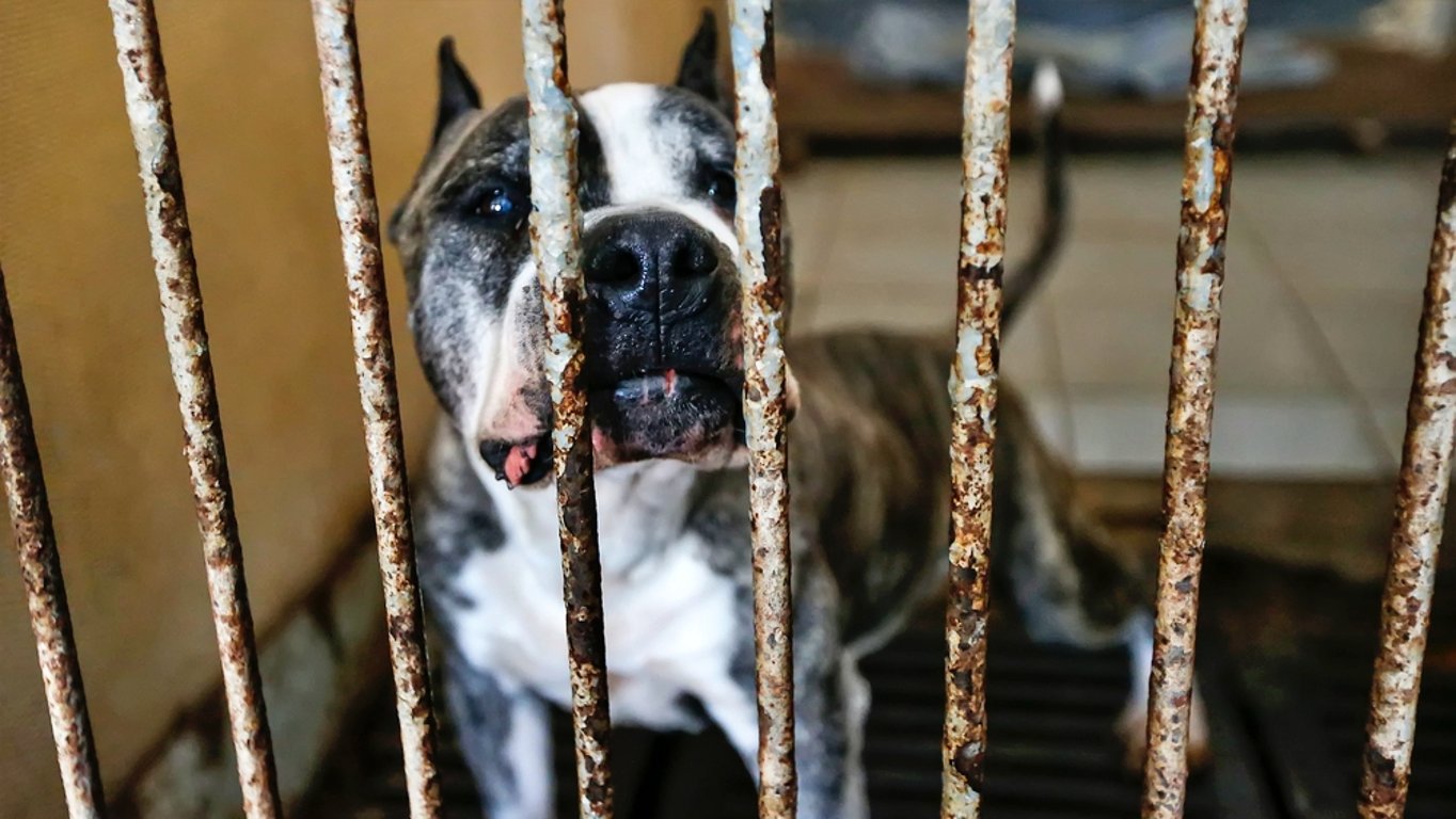 Zachráněný pitbul nečekaně zaútočil na paní Pavlu, která mu dala domov. Jejich příběh je plný bolesti i nečekaného zvratu