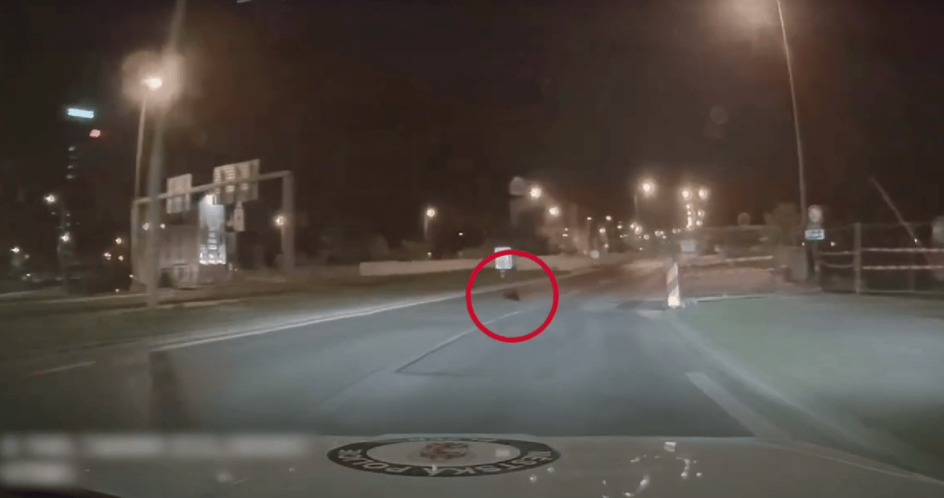 Plzeňští bobři si nedají pokoj, další pochodoval přímo před policejním autem