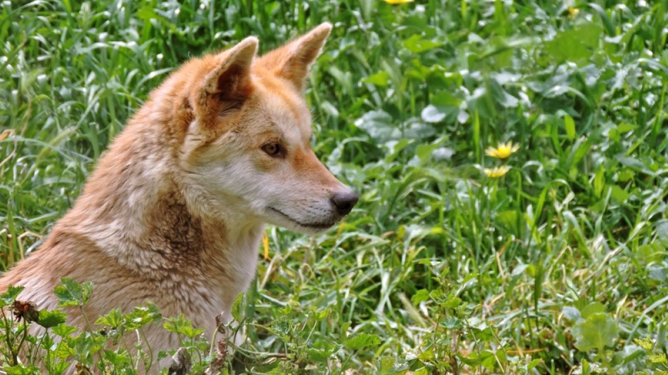 Vzala domů roztomilé štěně, které našla u silnice. Až u veterináře pochopila, že udělala obrovskou chybu