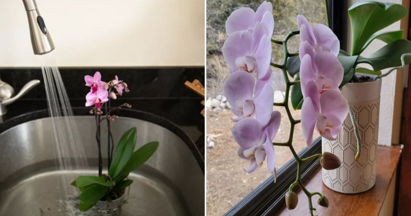 Optimální zálivku orchidejí zvládne každý. Jednoduché pravidlo zajistí květy, které potěší i náročné pěstitelé