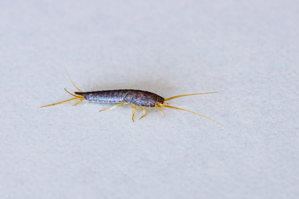 Rybenky z bytu zmizely přes noc. Nepomohla chemie, ale obyčejné věci z domácnosti