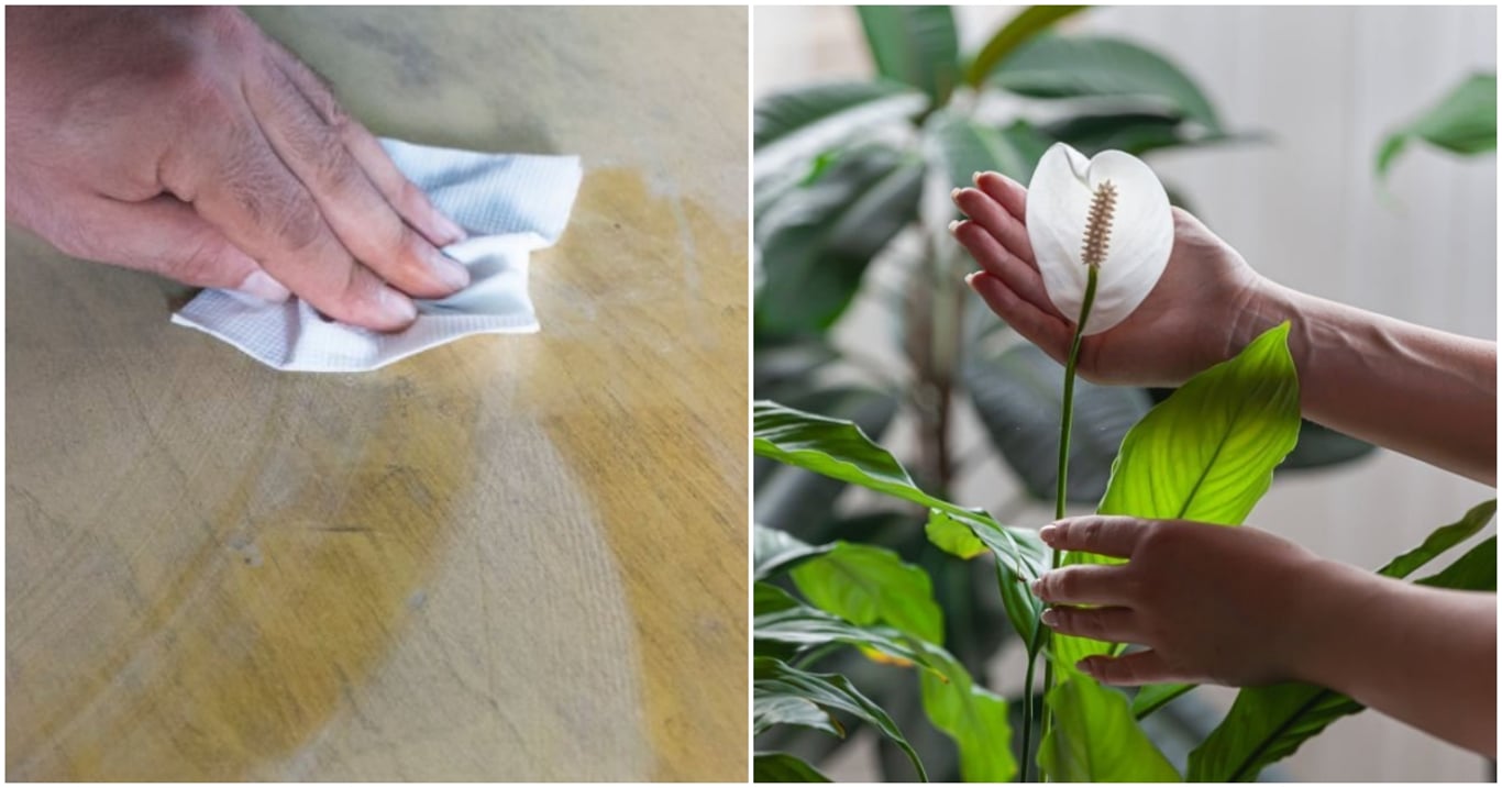 Pěstitelé doporučují rostliny, které čistí vzduch samy. Kdo je má doma, ten prach skoro nezná