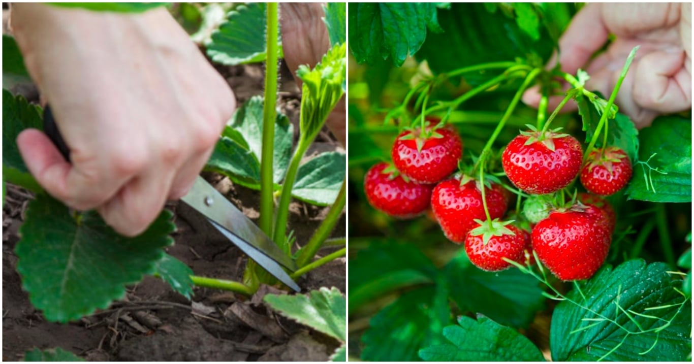 Srpen je pro jahody klíčový. Tohle nikdy nedělejte, jinak přijdete o úrodu jako tisíce Čechů před vámi