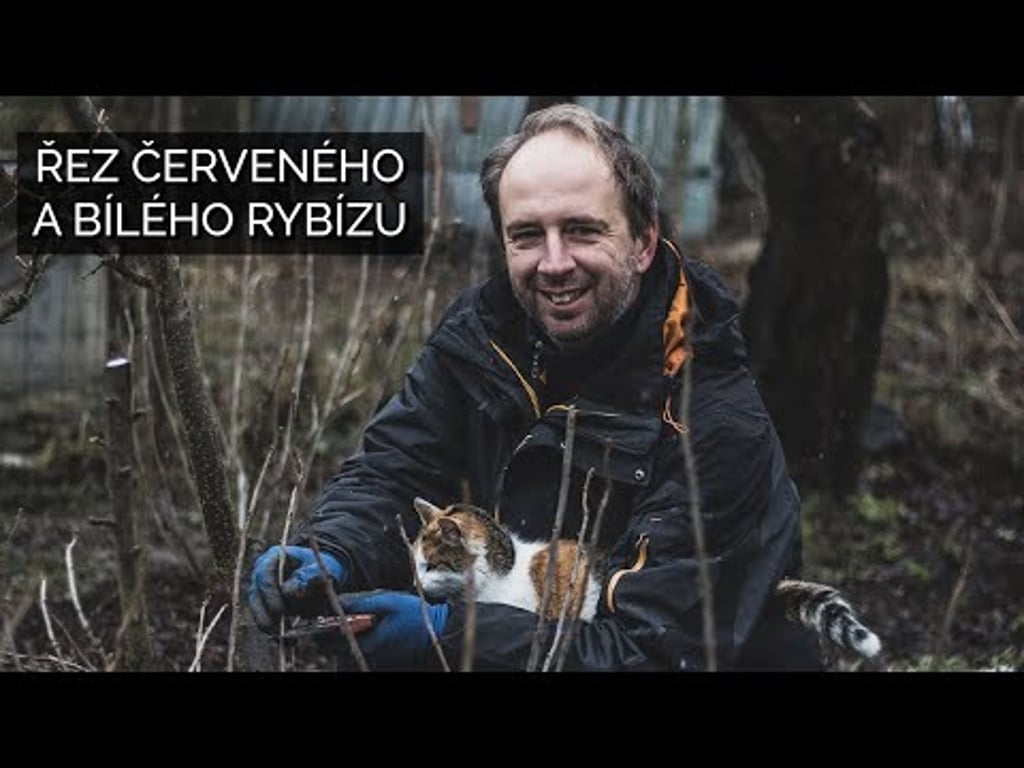 Video k článku