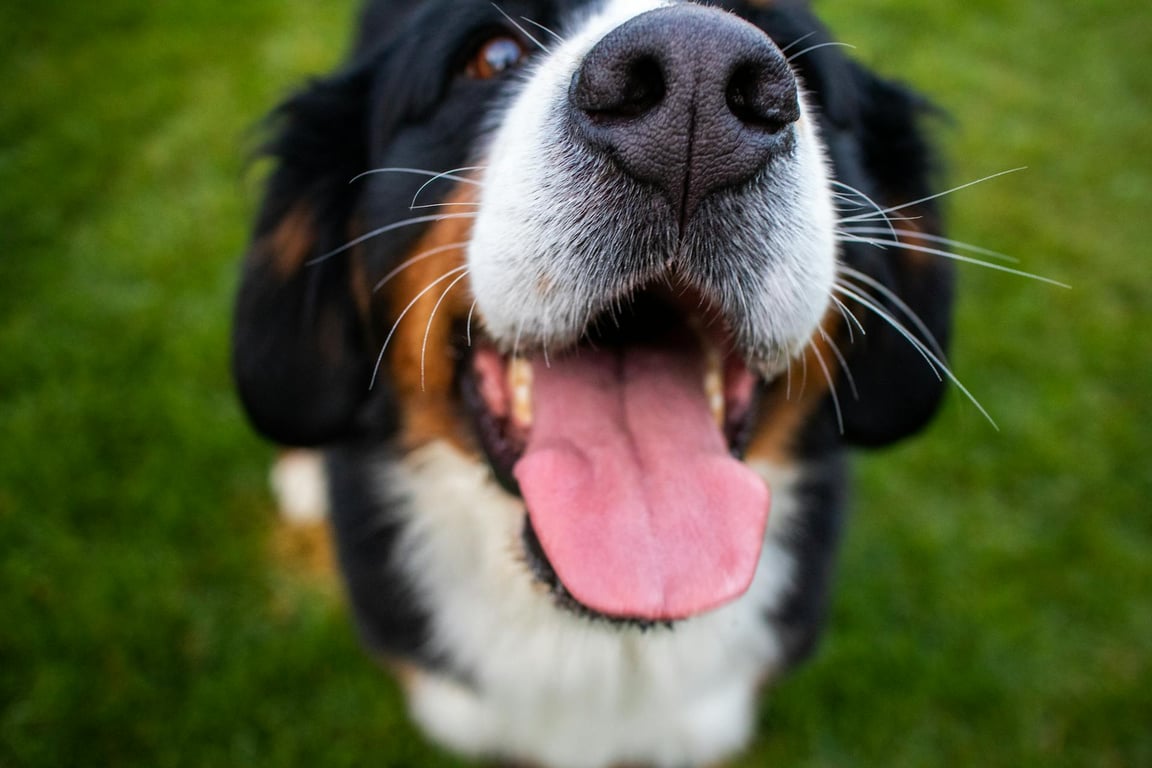 pexels-donovan-kelly-110228397-9623165