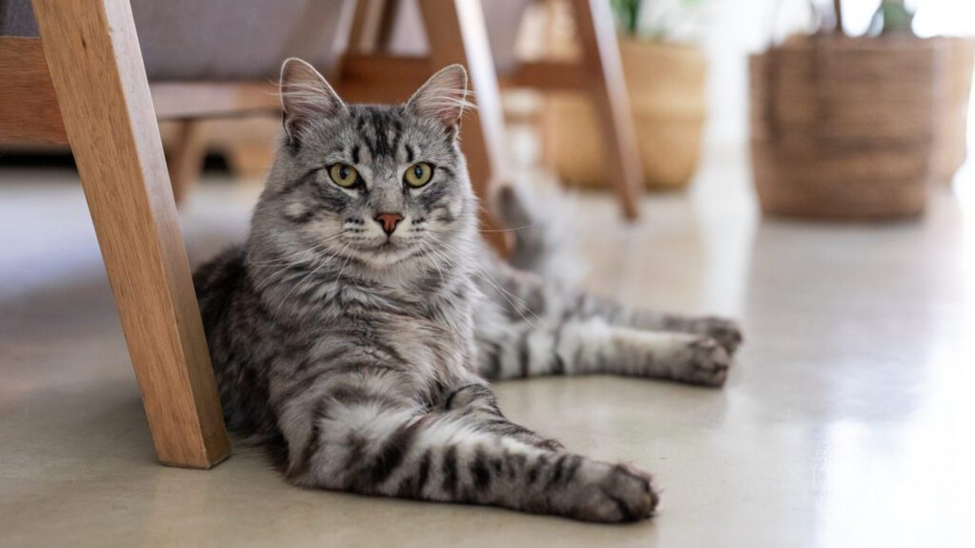 Proč na kočkách záleží