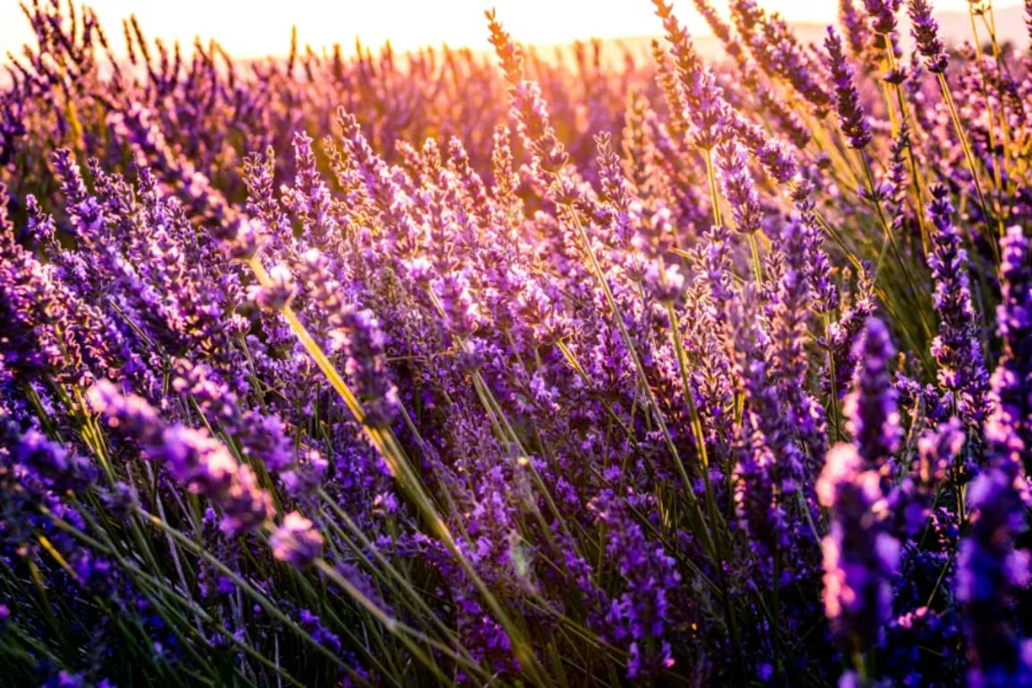 provence styl