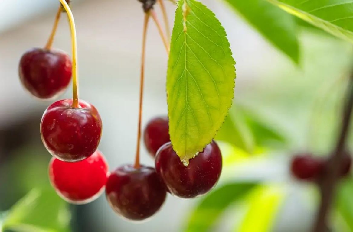 Právě dozrává nejhorší podzimní ovoce. Nekupujte ho. Je plné pesticidů a ani mytí nepomáhá