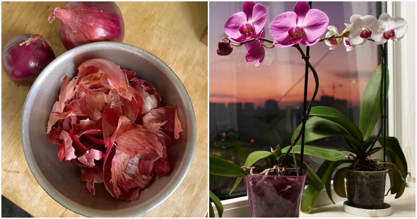 Cibulová šťáva zněla podivně, dokud jsem ji nezkusila. Orchidej pak vyrazila poupata, jaká jsem ještě neviděla