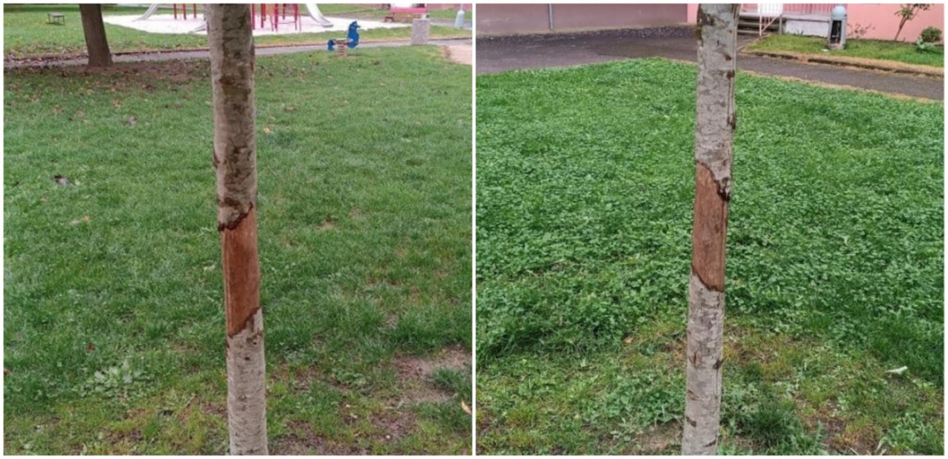 Vandal oloupal kůru ze stromu na sídlišti a tím ho zahubil, město hledá pachatele