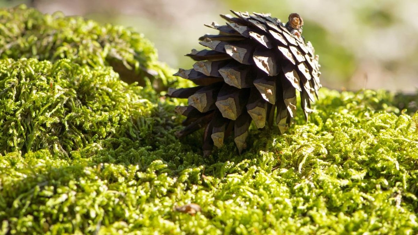Pozor, i obyčejná procházka v podzimním lese by mohla pošimrat vaši peněženku