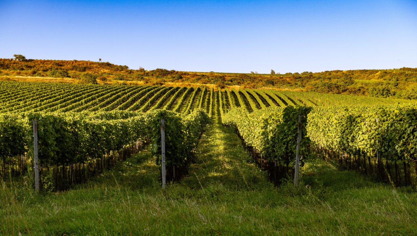 Znovín Znojmo mění vlastníka. Vinařství ale zůstává v českých rukou