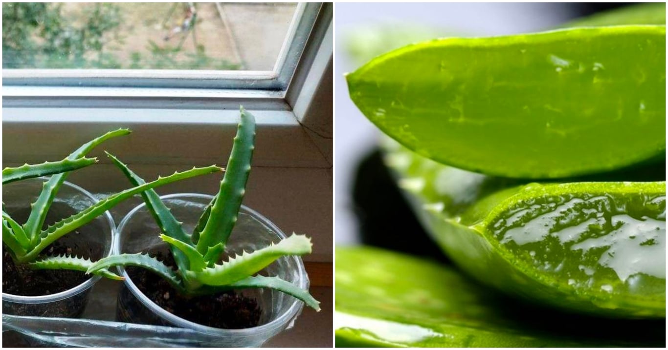 Zelené zlato na všechny neduhy: Aloe je poklad, který doma nahradí půlku lékárny. Její účinky vás překvapí