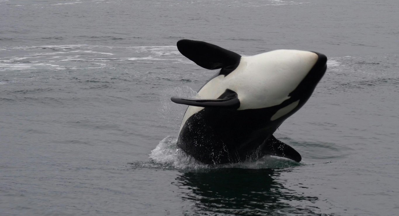 Připluly kosatky a daly nám jídlo, ukazují na videu biologové. Při odmítnutí byly zklamané