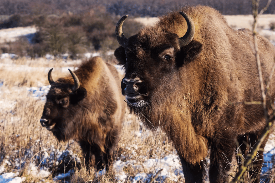 Velcí kopytníci uzdravují krajinu. Zubři pomáhají ukládat uhlík a vracejí život černozemi