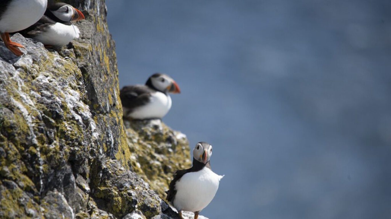 Kdy začíná puffling season