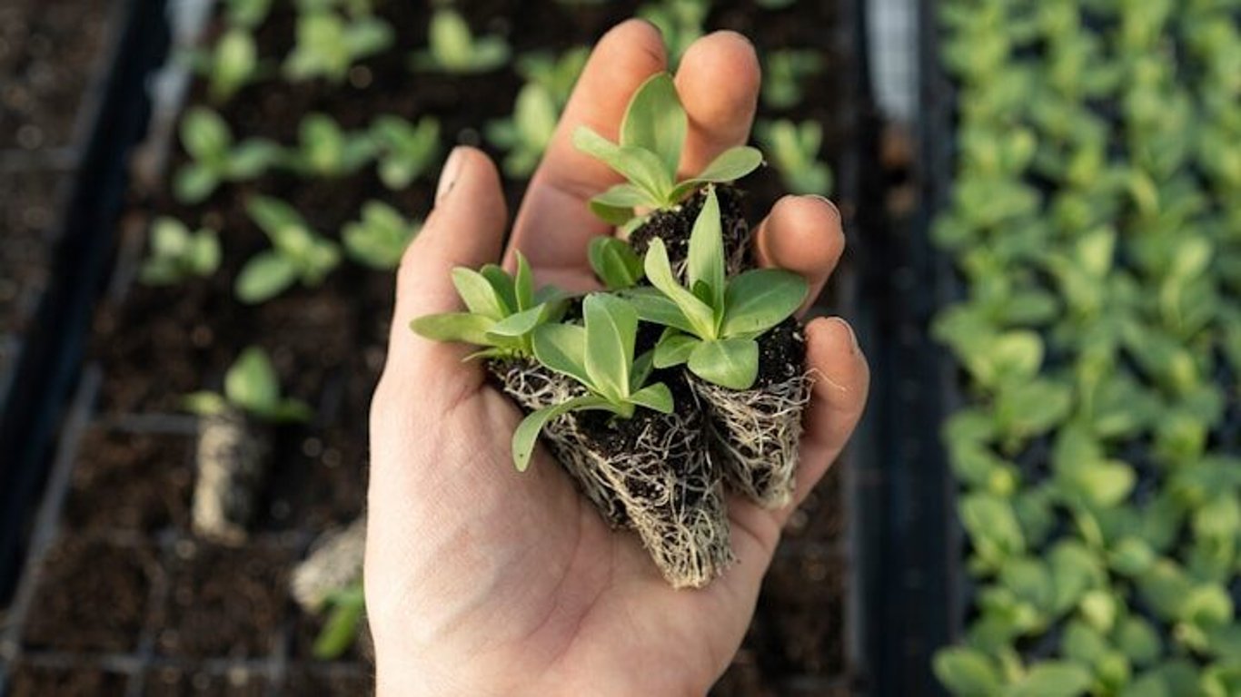 Výhoda oproti chemickým hnojivům