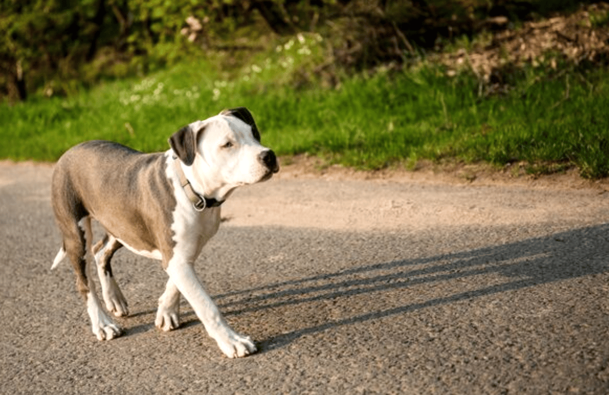 Zápisník starého muže: Pes a nehoda