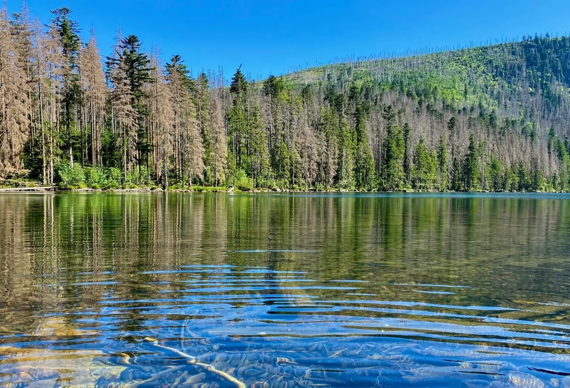 národní park Šumava