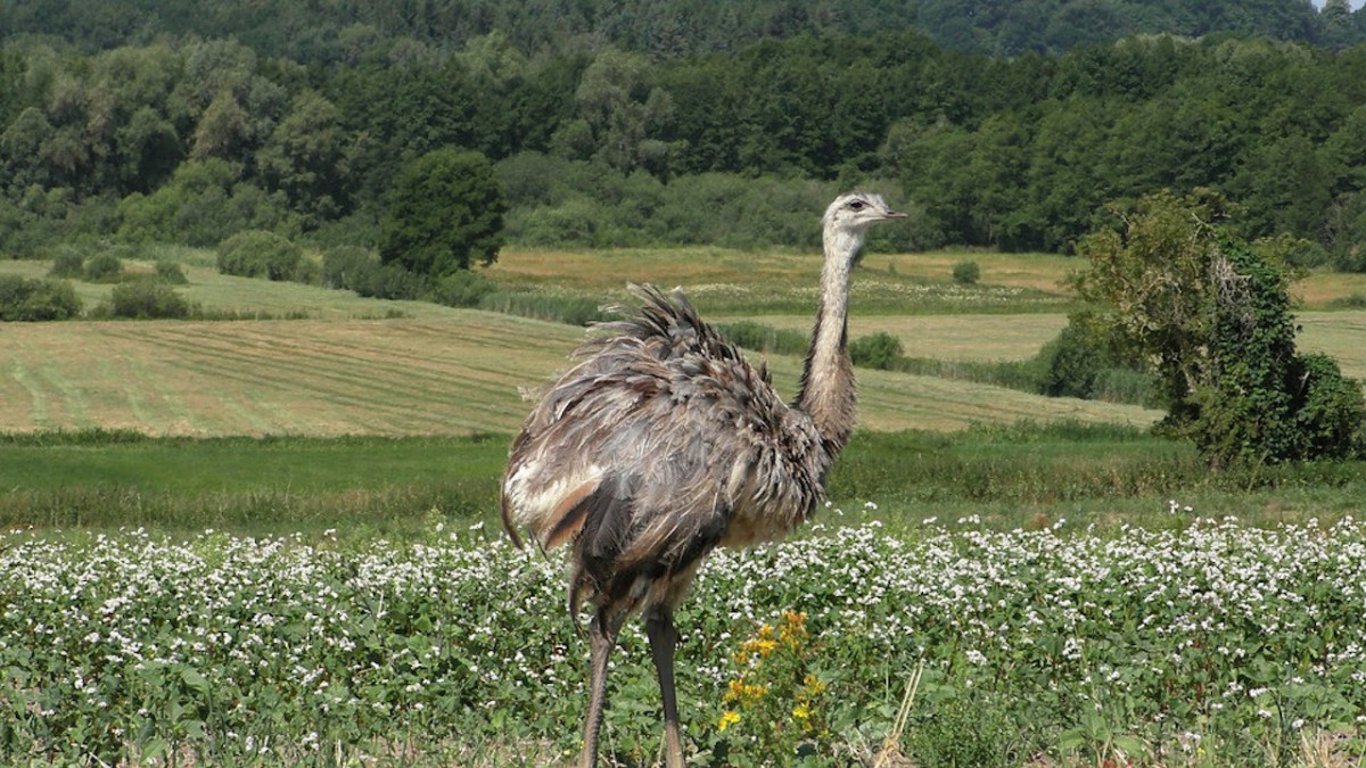Silnici u Hatína blokoval pštros, majitelka ho hledá už tři dny
