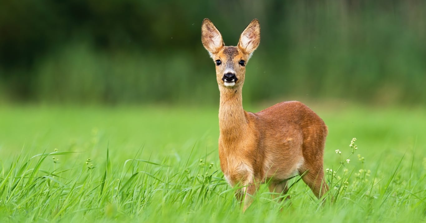 Srnka uvízla v pasti, která ji měla stát život. Kolemjdoucí muž udělal to, na co by se nikdo neodvážil