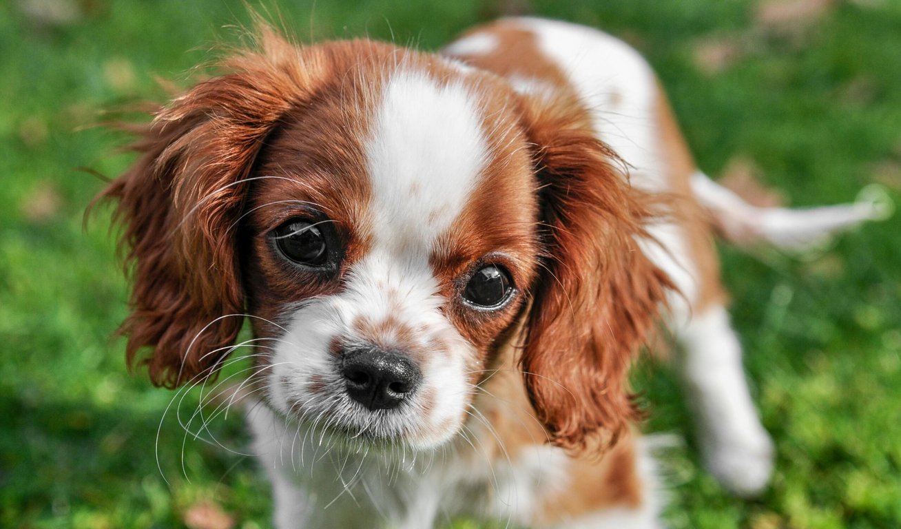 Psí život prodloužíme o pětinu, plánuje biolog. Už našel geny, které to zajistí