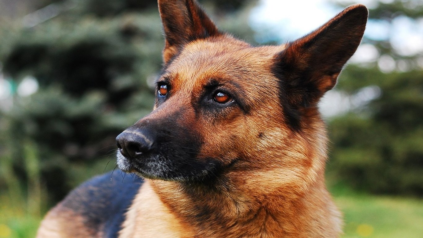 Sedm let chránil lidské životy. Když přišel jeho poslední den, policisté udělali něco, co nikdo nečekal