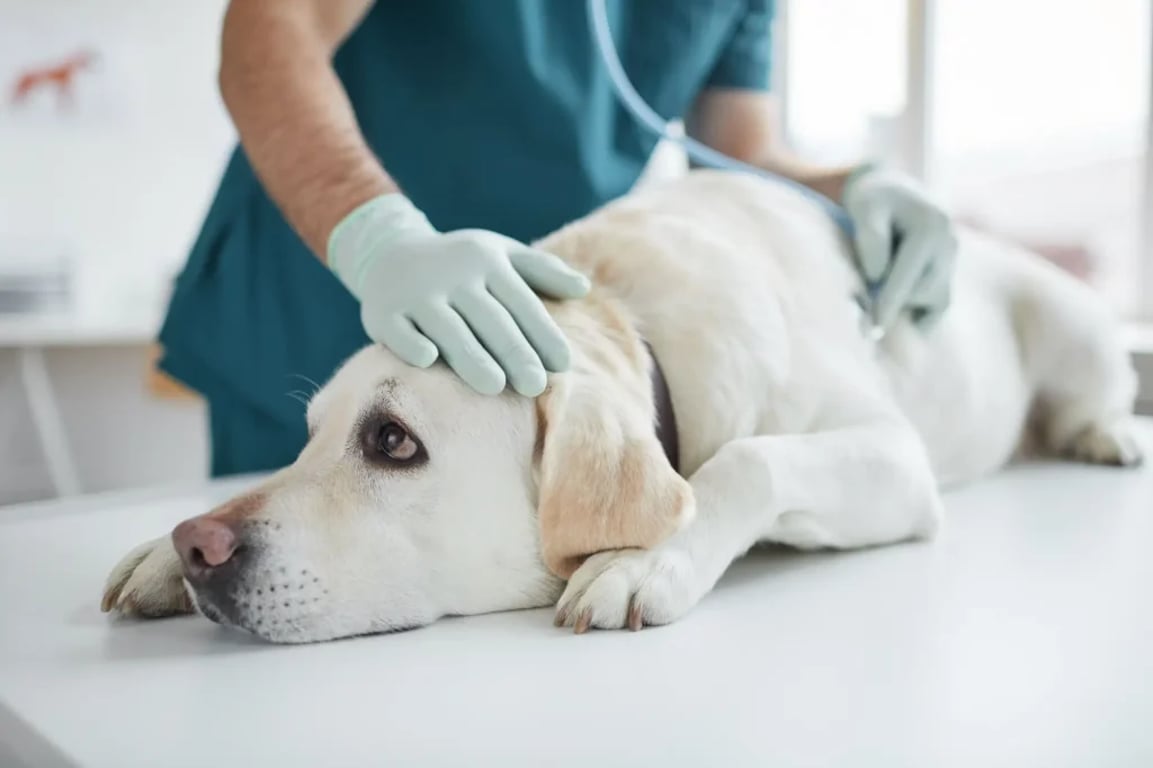 pejsek čeká na vyšetření u veterináře