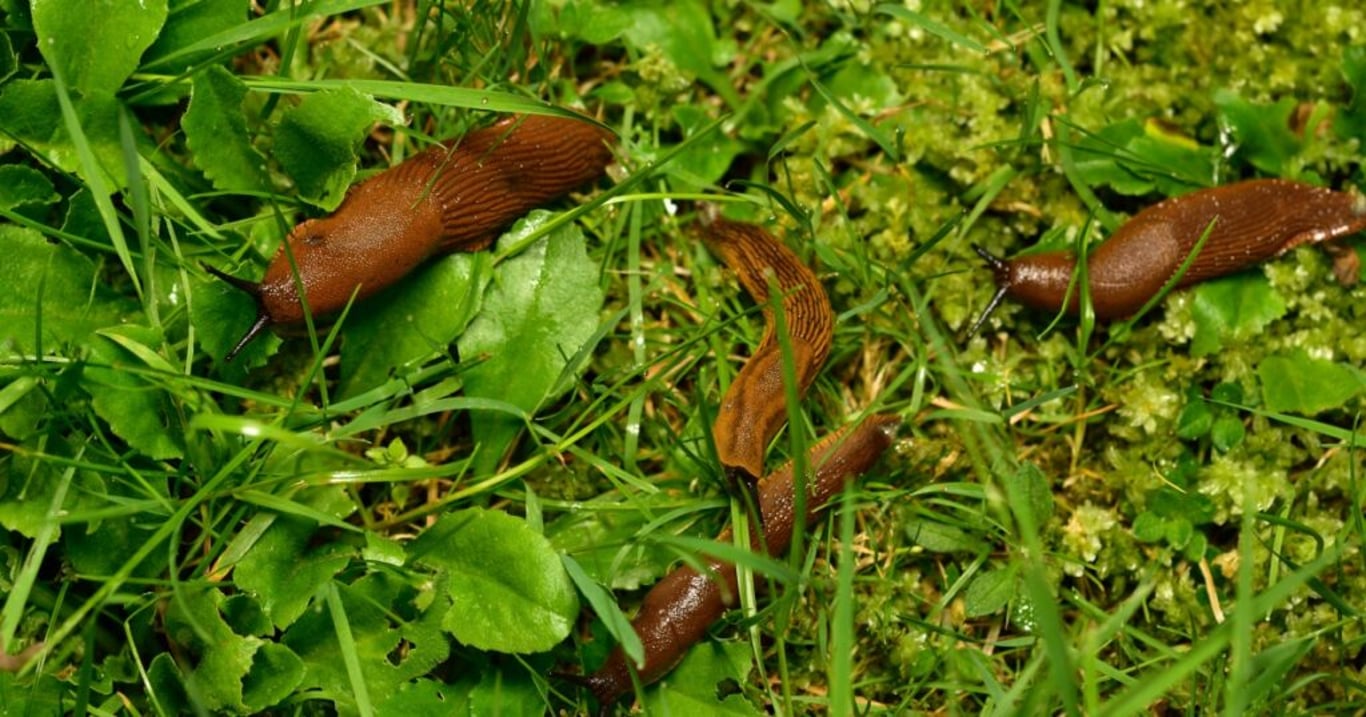 Česká zahradnice vymyslela revoluční způsob, jak pochytat slimáky do jednoho