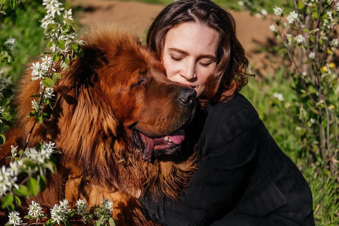 Tibetský mastif je v Číně považován za prestižní plemeno