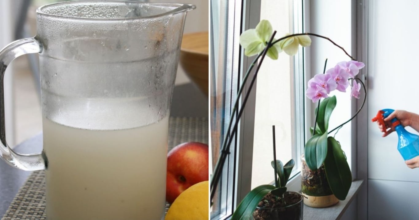 Oblíbené ovoce má nečekanou sílu. Stačí pár kapek do zálivky a orchideje vyraší v obřích květech a získají přirozenou ochranu