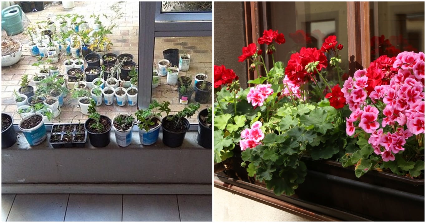 Muškáty se dají množit snadněji, než by kdo čekal. Řízkování zaručí desítky nových rostlin během pár týdnů