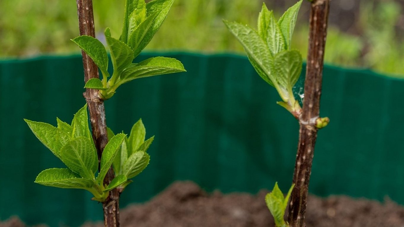 Množení rostlin - hortenzií