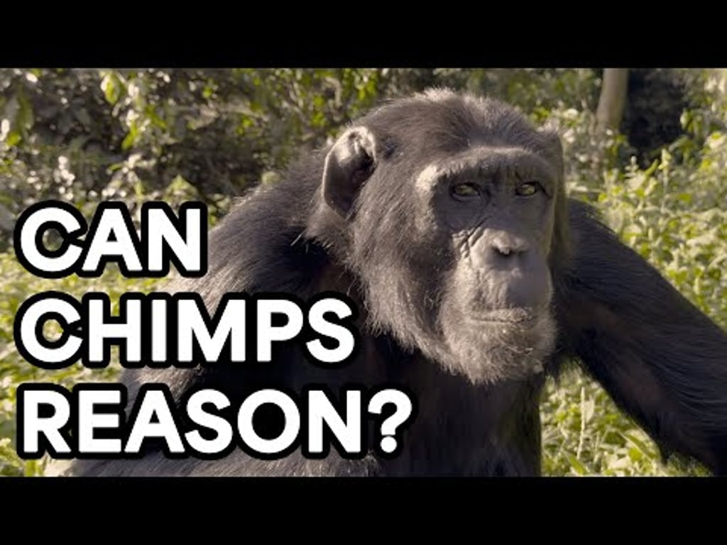 Video k článku ZDE