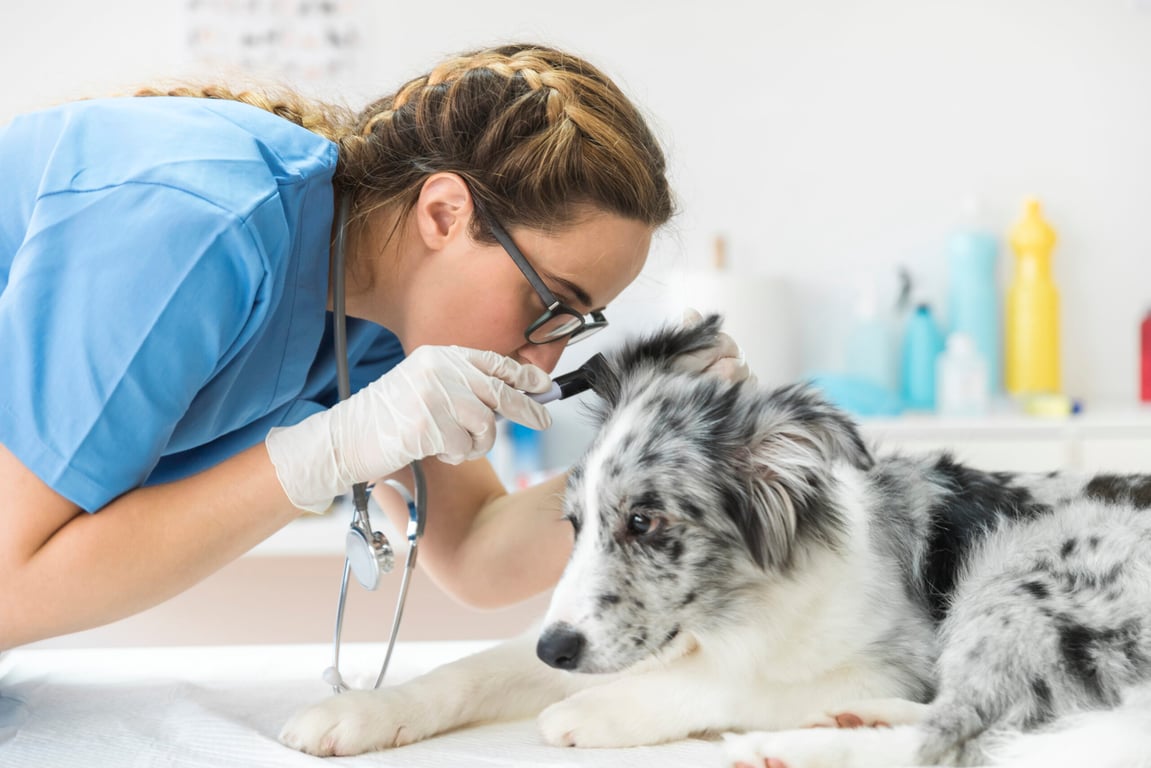 Občas myslím na sebevraždu, přiznává každý sedmý veterinář. Další chtějí opustit profesi