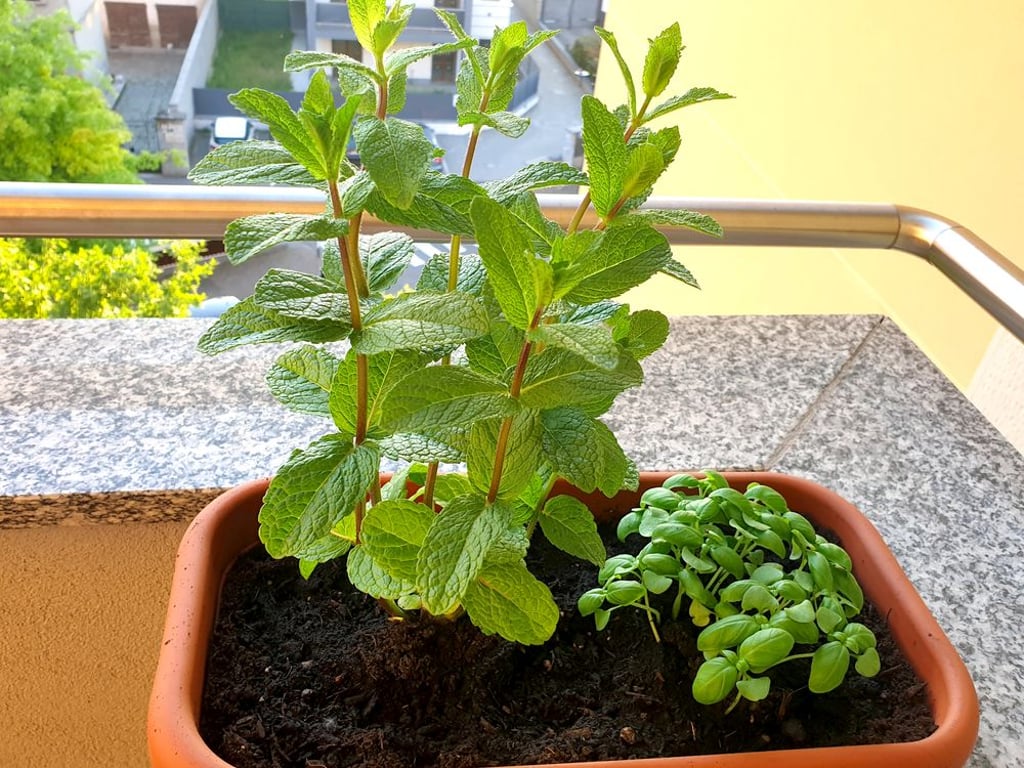 Jak správně pěstovat mátu