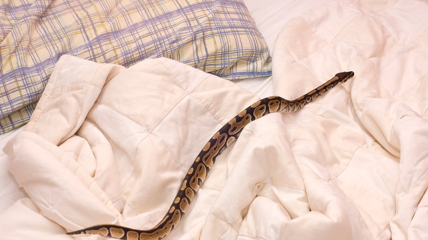 Odešla jen pro čisté povlečení a nechala pootevřené okno. Když se vrátila, pod peřinou na ni čekalo něco děsivého