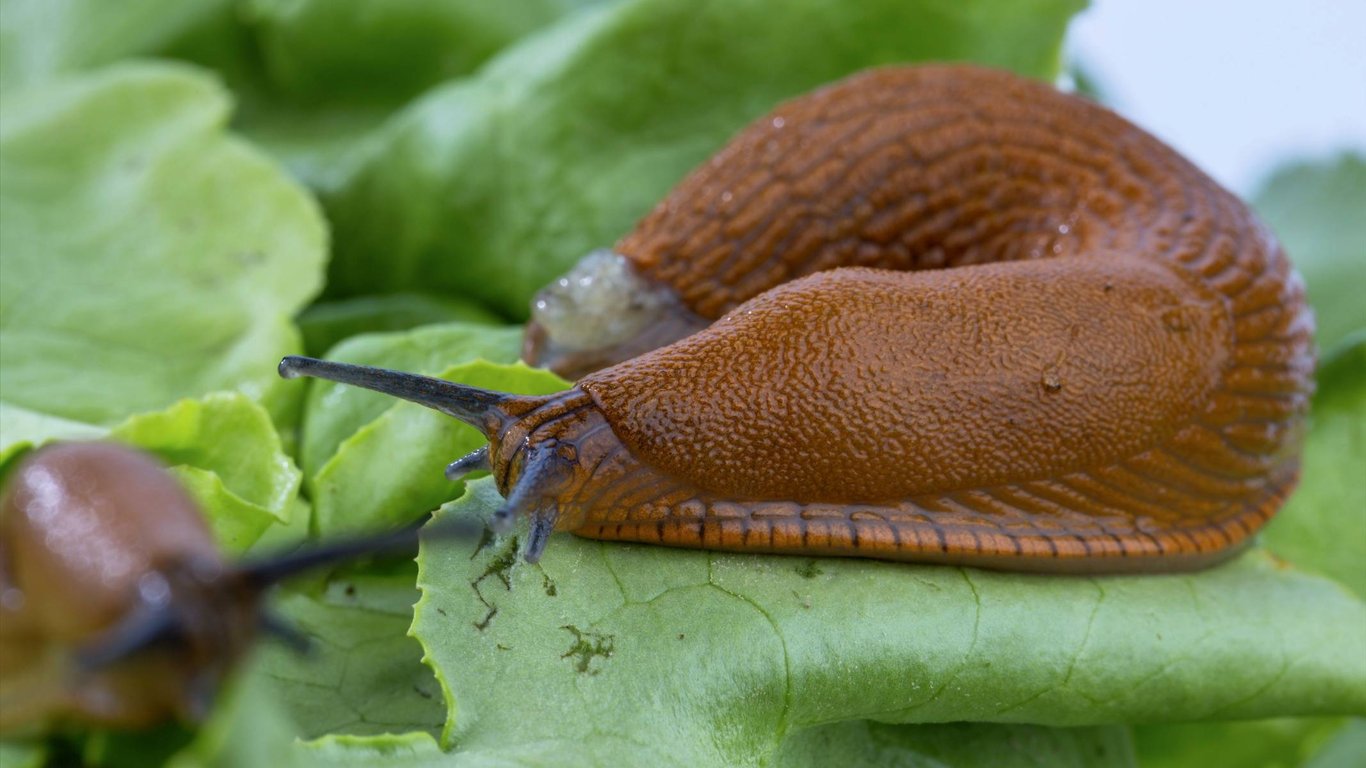 Ovesné vločky jako první pomoc na zahradě: Šneci a slimáci si na vaše rostliny nechají zajít chuť a rajčatům se zadaří