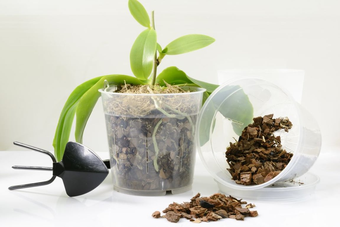 Jak množit orchideje s pomocí kořenů