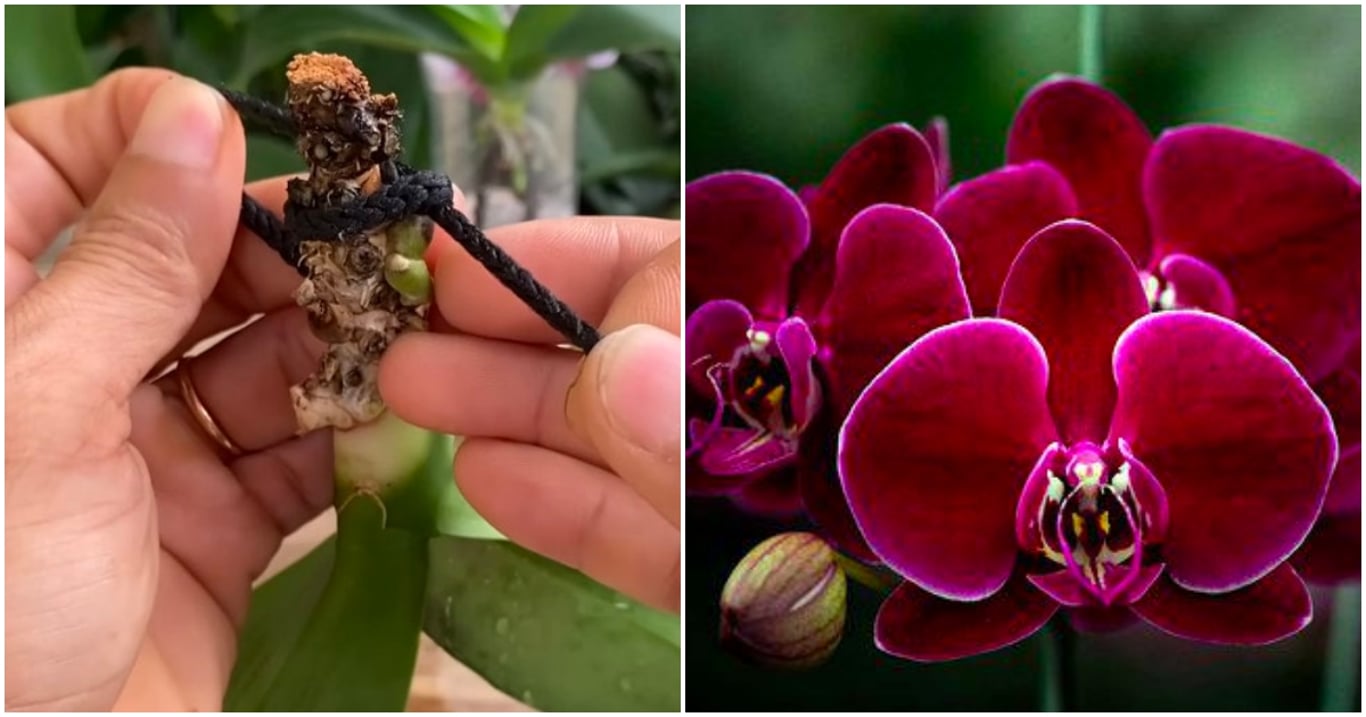 Ani orchidej bez listů a kořenů není ztracená. Obyčejný provázek ji dokáže vrátit zpět k životu