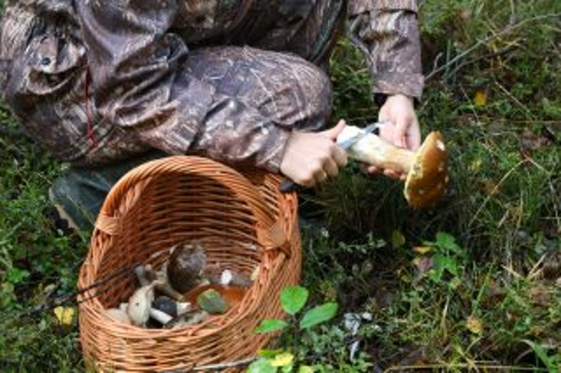 Jak skladovat čerstvé houby tak, abyste je mohli použít i za půl roku. O jejich dokonalou chuť nepřijdete