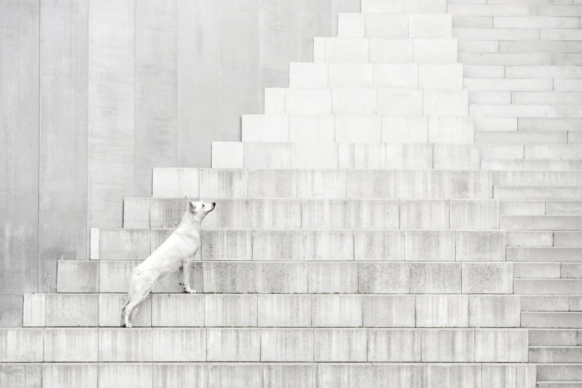 Čistá krása. Jablonecká fotografka uspěla ve světové soutěži psích fotografií