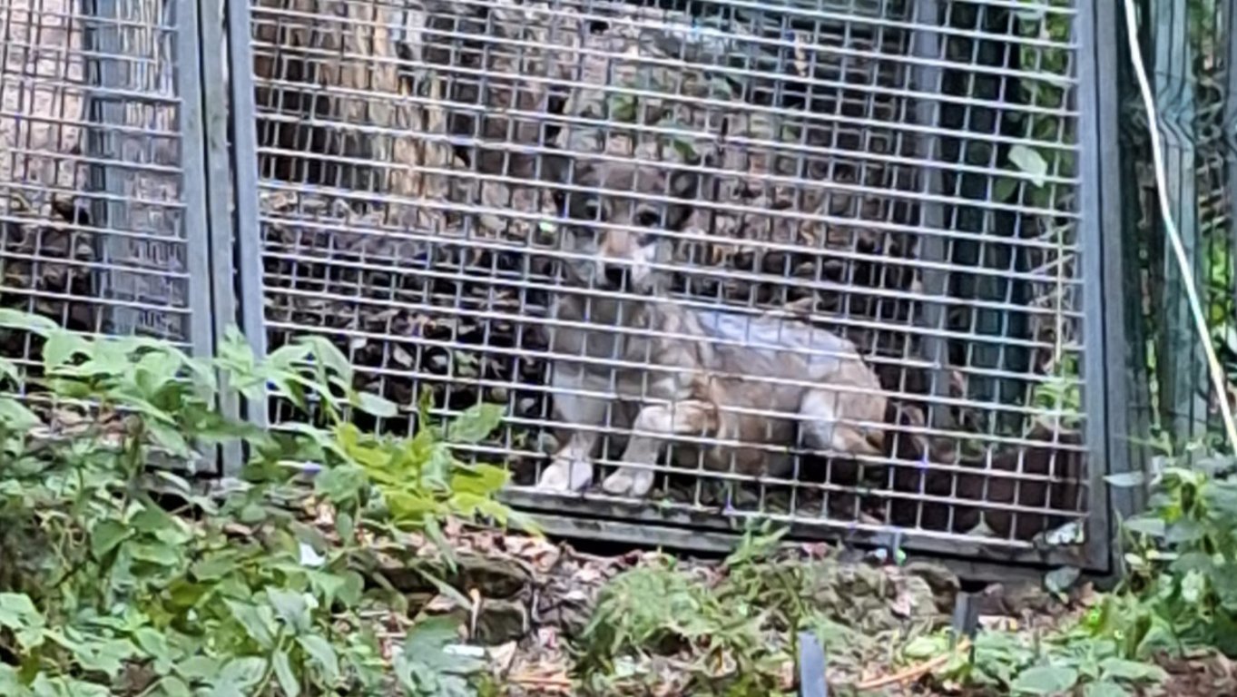 Na Šumavě odchytili vlčici uprchlou z výběhu. Na útěku je ale ještě další vlk
