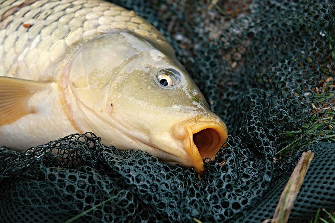 Češi zůstávají věrní jedné sladkovodní rybě