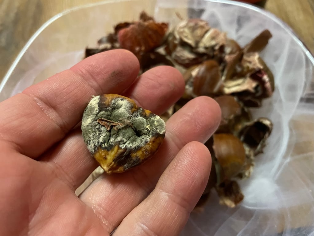 Koupili jsme plíseň. Jedlé kaštany vybírejte pečlivě