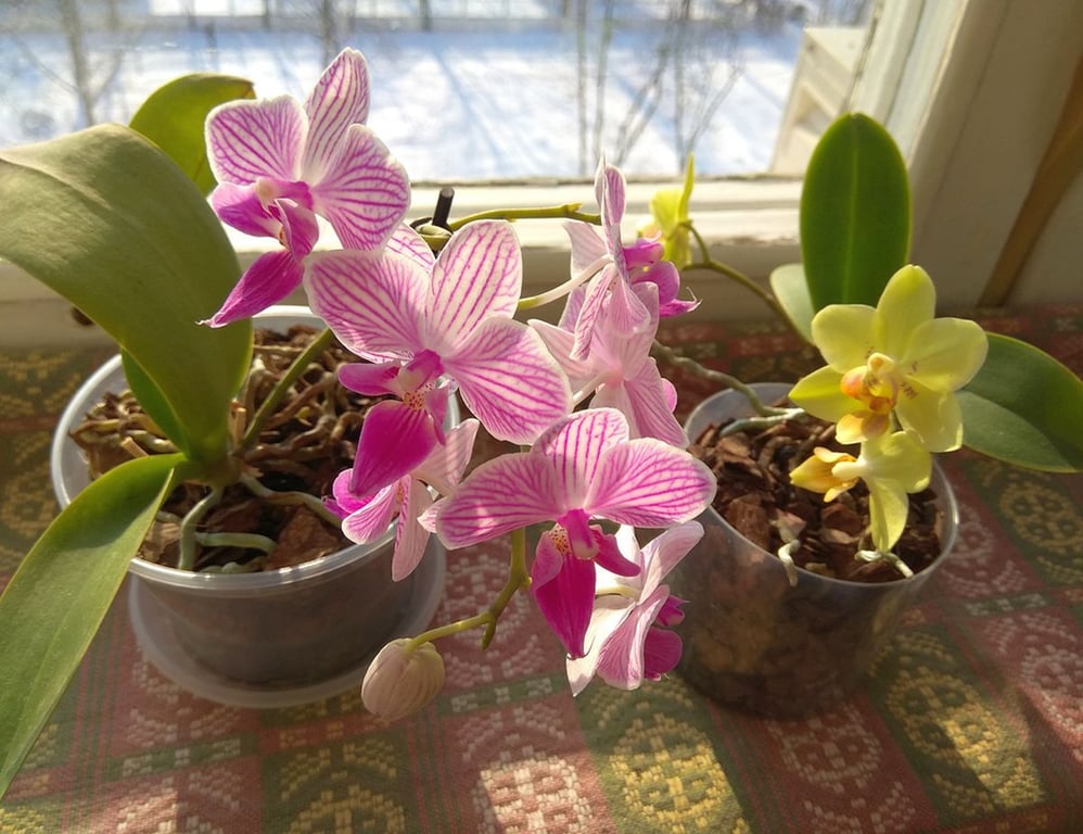 Kvůli jediné přísadě se z běžné orchideje stala nepřehlédnutelná ozdoba. Stačila rada od zkušeného pěstitele