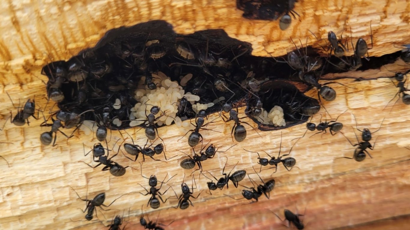 Mravenci zmizeli natrvalo díky staré radě, která se dědí po generace. Funguje lépe než cokoliv z drogerie