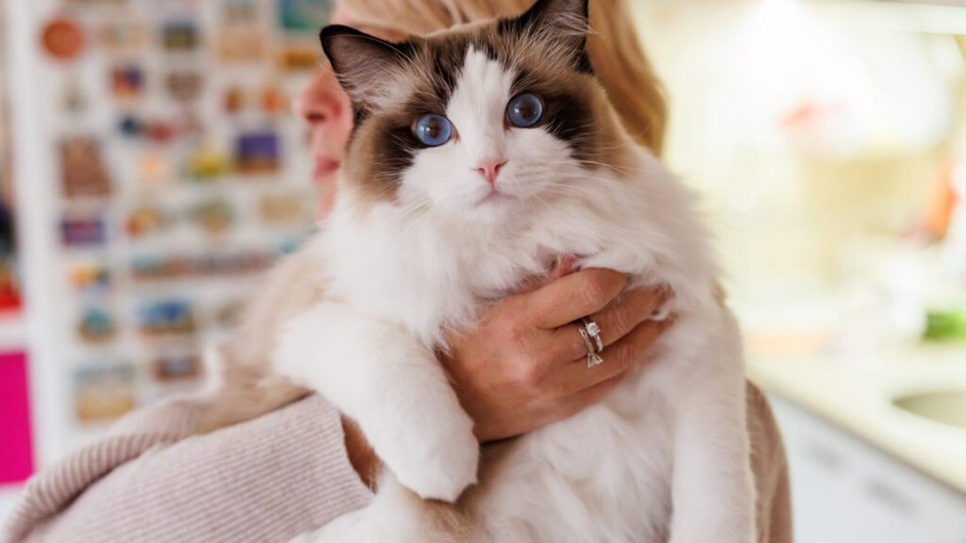 Ragdoll: Hebká něžnost v náručí