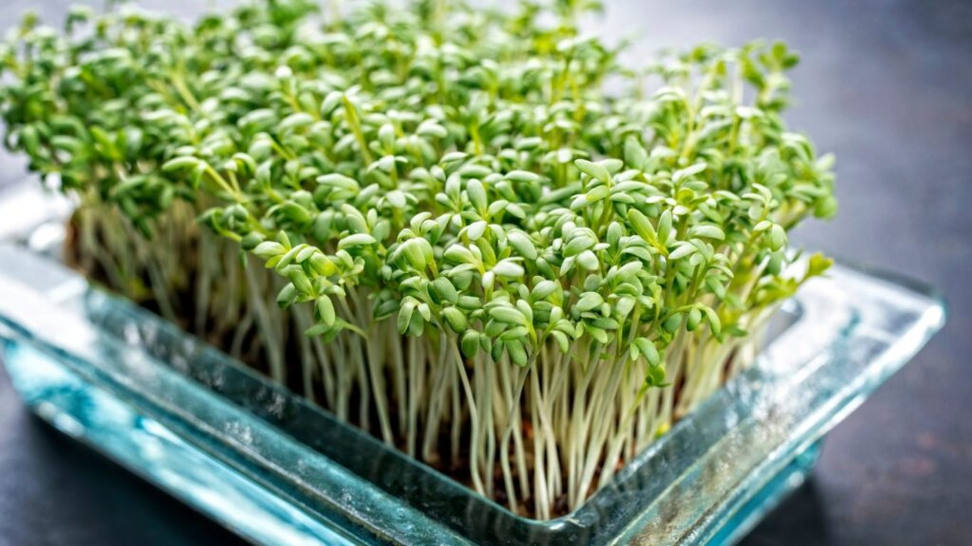 Přírodní lék na kašel a nachlazení